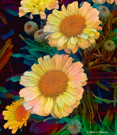 Shasta Daisy Delight