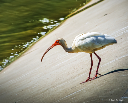 Walking The Spillway