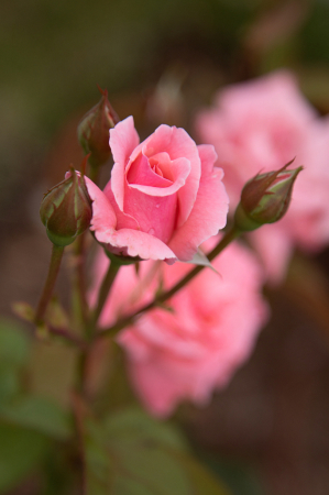 rose garden