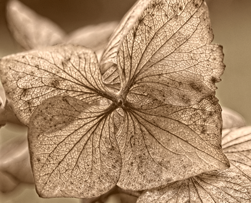 Antique Hydrangea