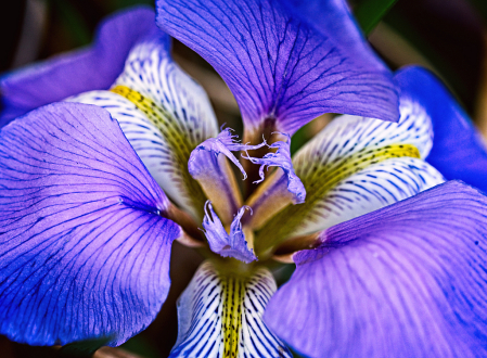 Iris Versicolor