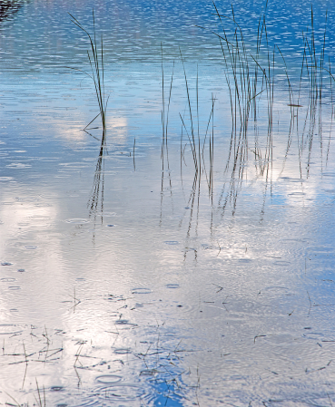 Reeds and Rain Drops.