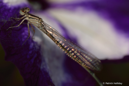 Silver Bug
