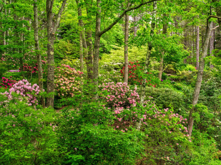 Rhododendron Garden