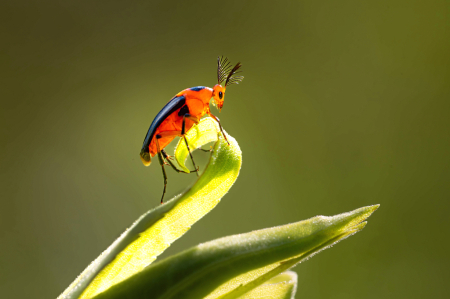 Macrosiago - Wedge Shaped Beetle