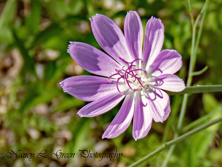 Late spring flower