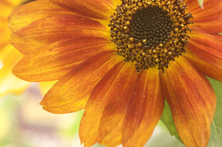 Stylized Sunflower
