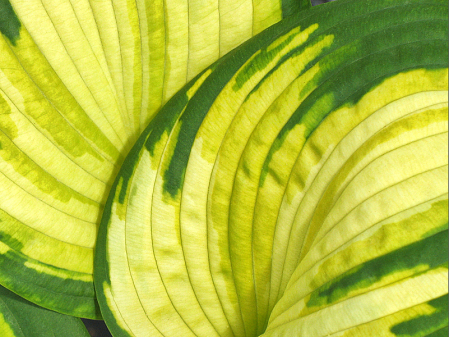 Hosta Leaves