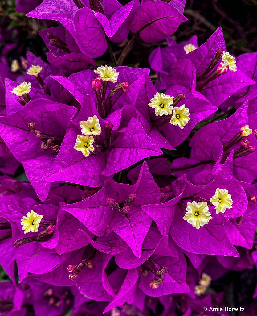 Bougainvillea Blossoms