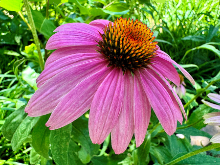 Coneflower