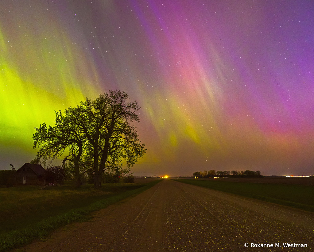 Northern lights and cottonwood tree North Dak - ID: 16118918 © Roxanne M. Westman
