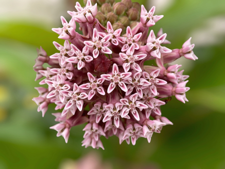 Common Milkweed Beauty