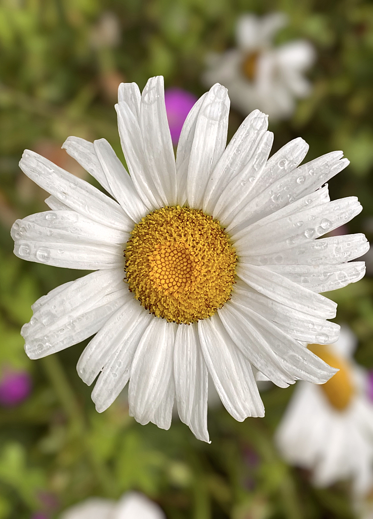 Daisy