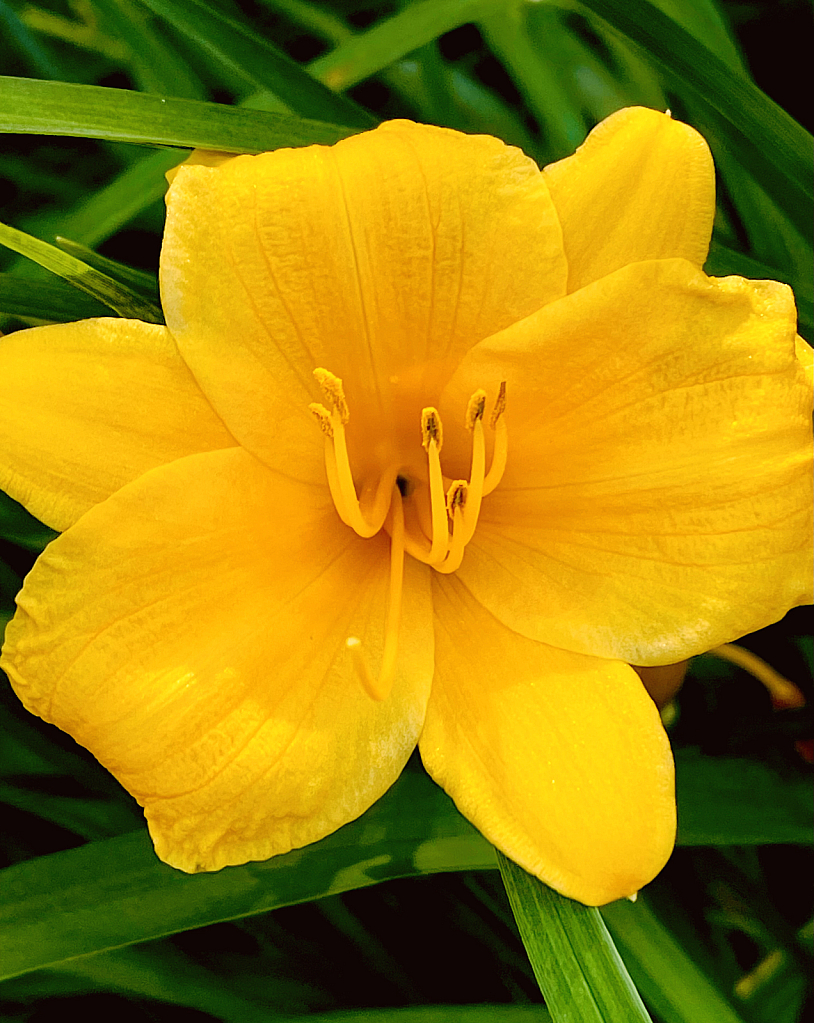 Daylily