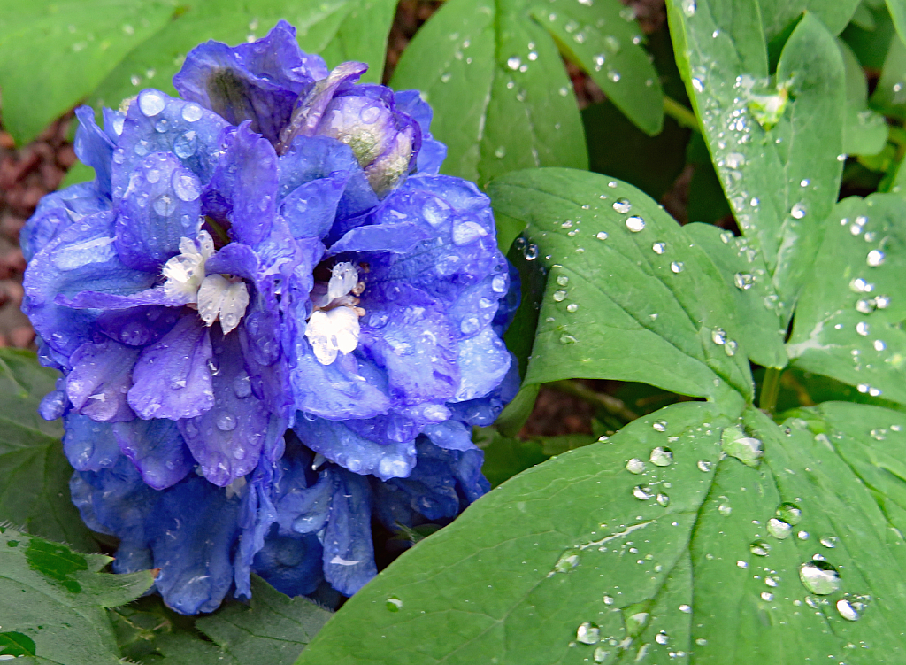 Damp Delphinium