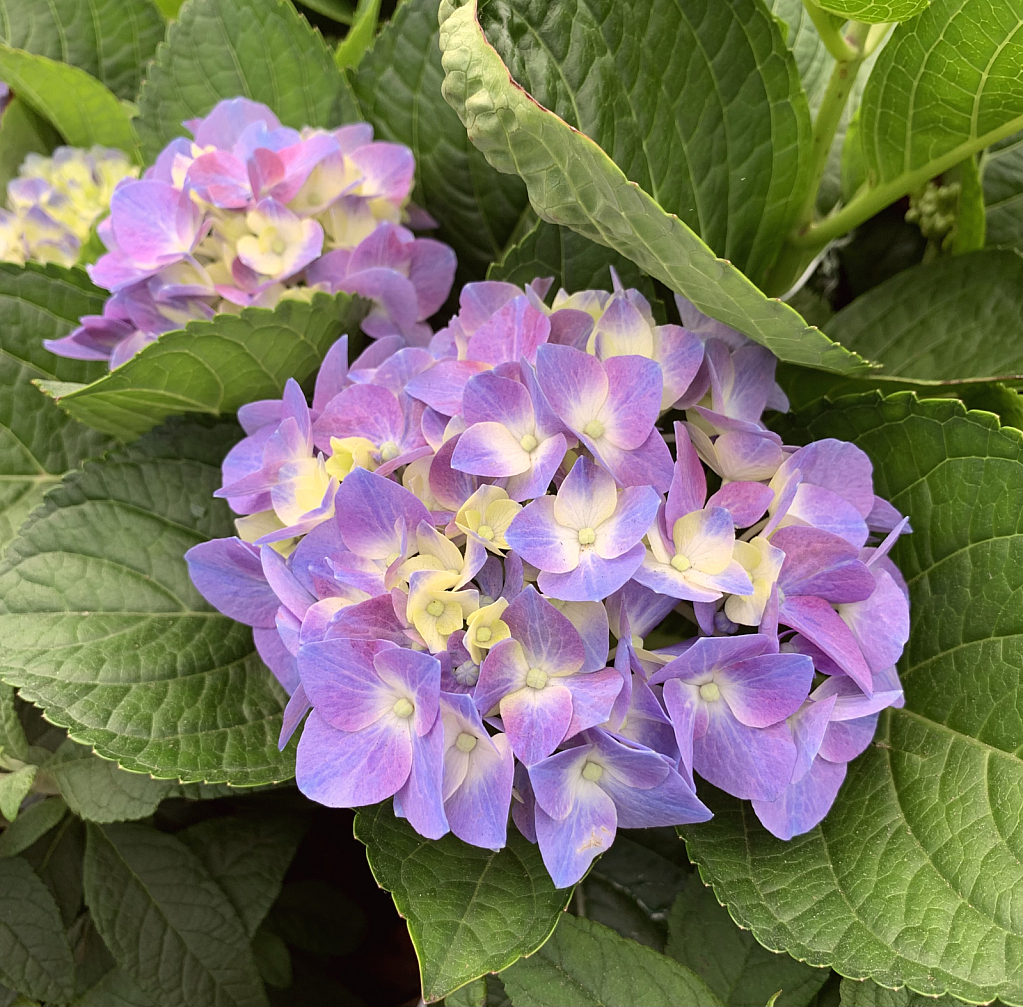 hydrangea 
