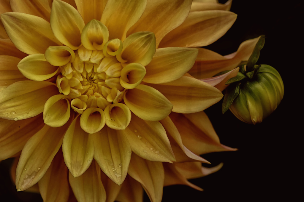 Dahlia and Bud