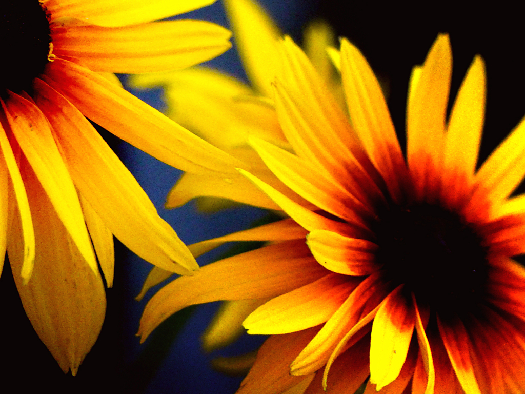 Daisy Dreams