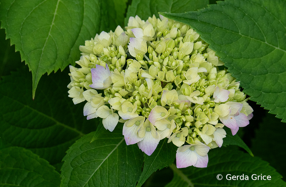 Pink Tinged Hydrangea