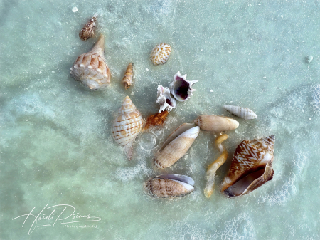 Washed Ashore