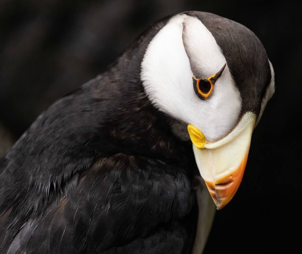 Posing Puffin