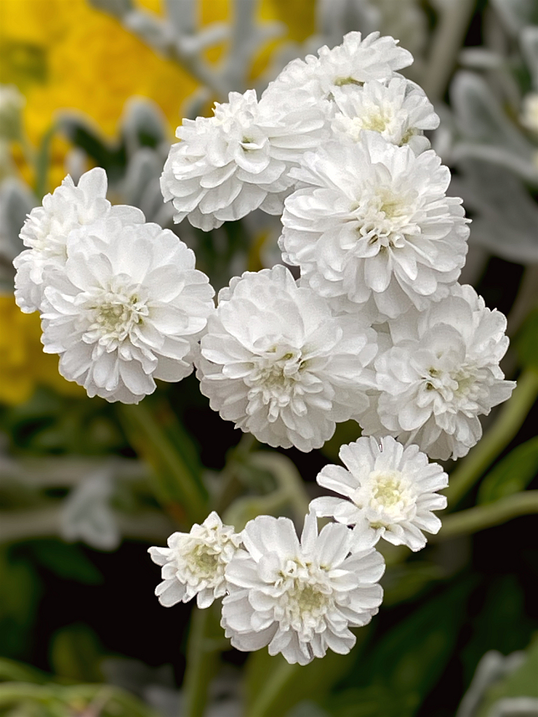 White Beauty
