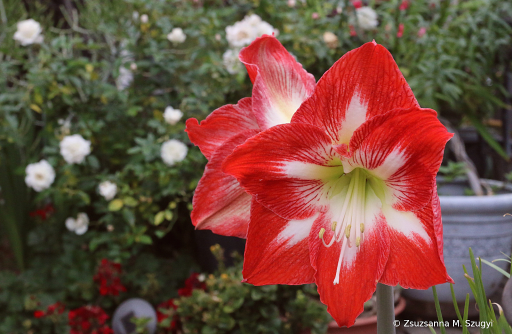 Amaryllis 
