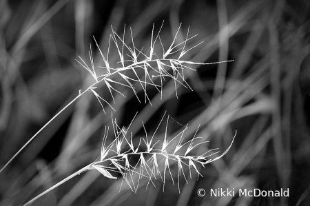 Bottlebrush