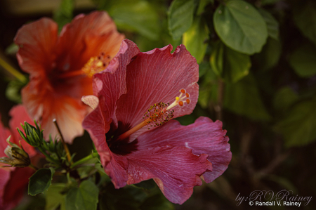 Red Orchid Bloom