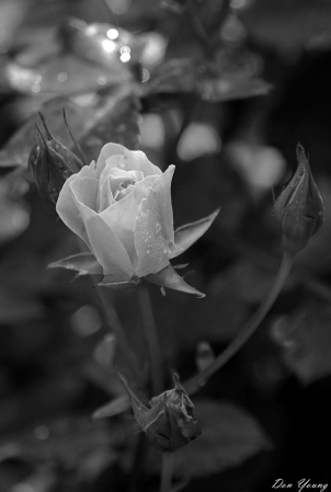 Rose Bud