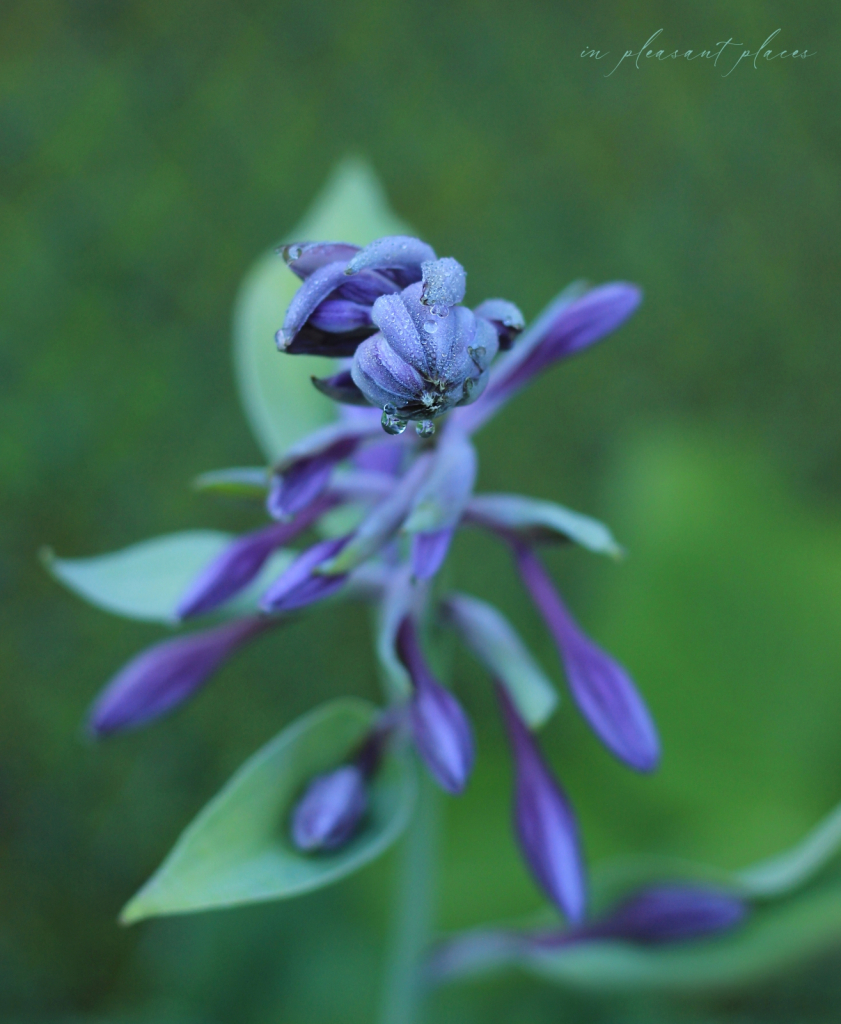 Opening