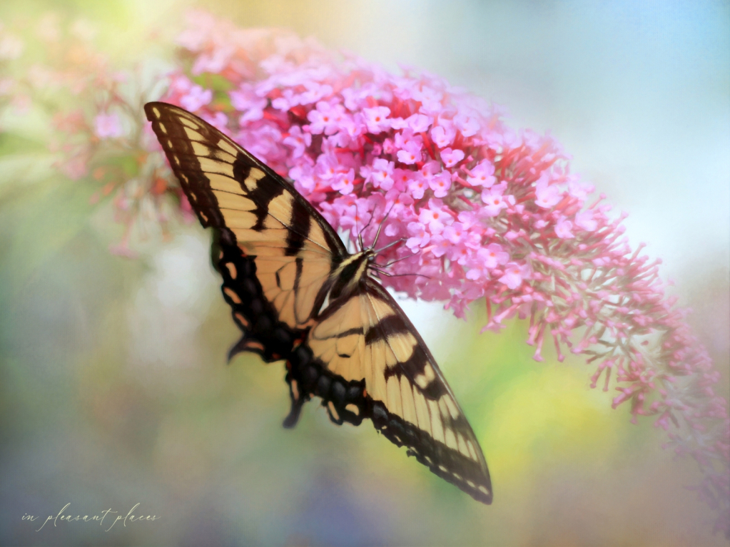 Summer Wings