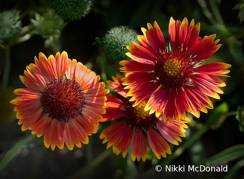 Indian Blanket Trio