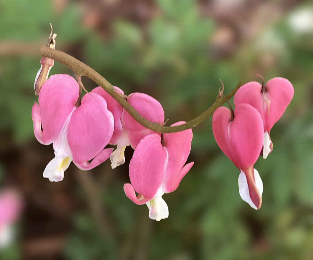 Bleeding Heart