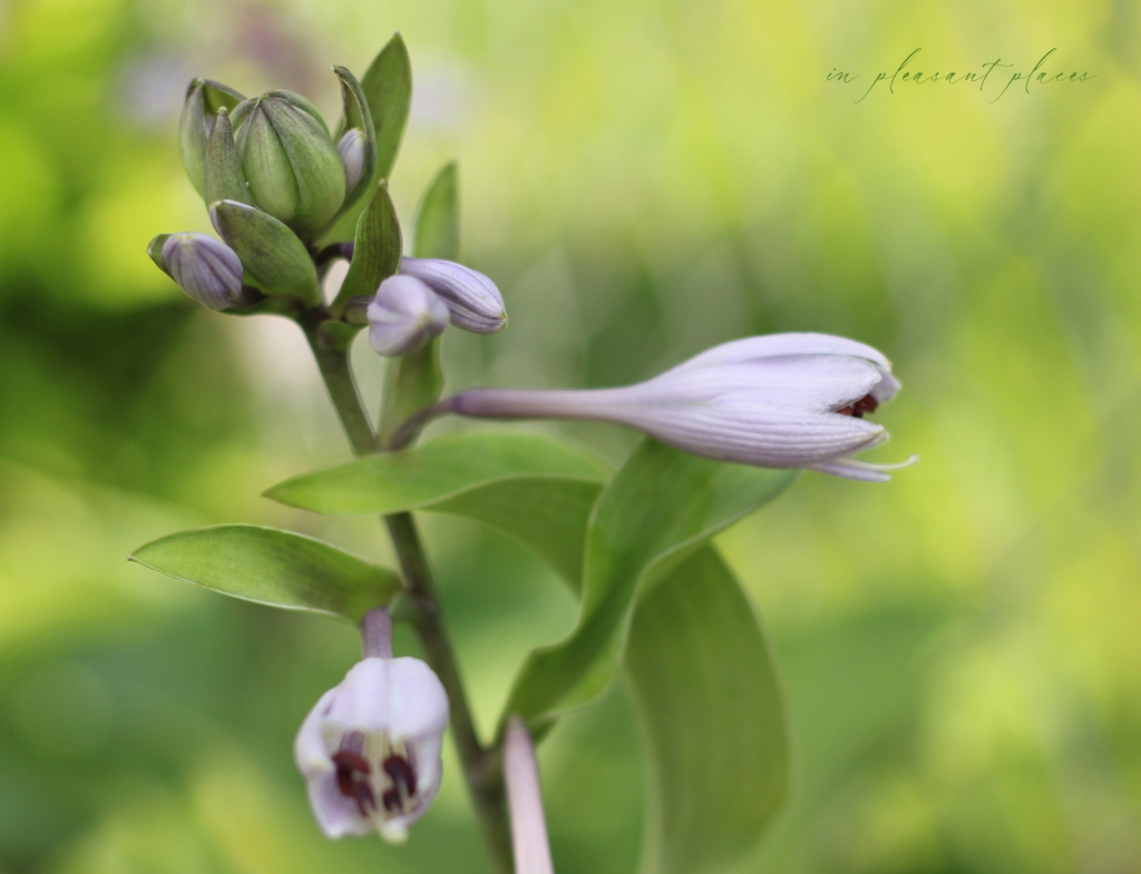 Foliated