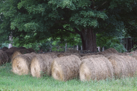 Hay Rolls In Shade