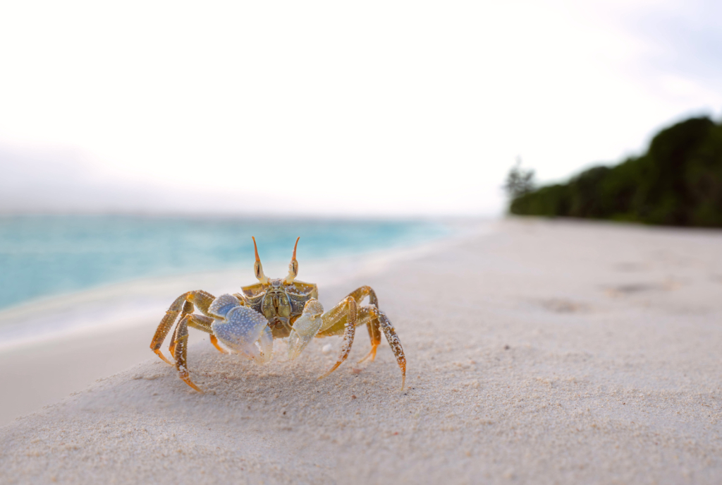 Blue Crab at Dawn