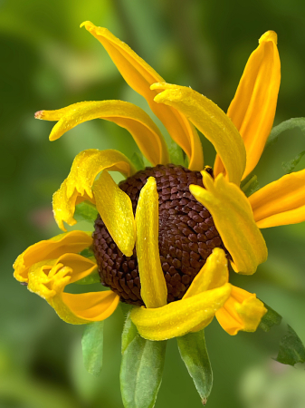 Coneflower Twirls 