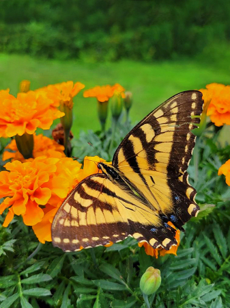 Swallowtail