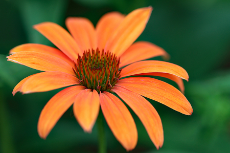 Orange Coneflower