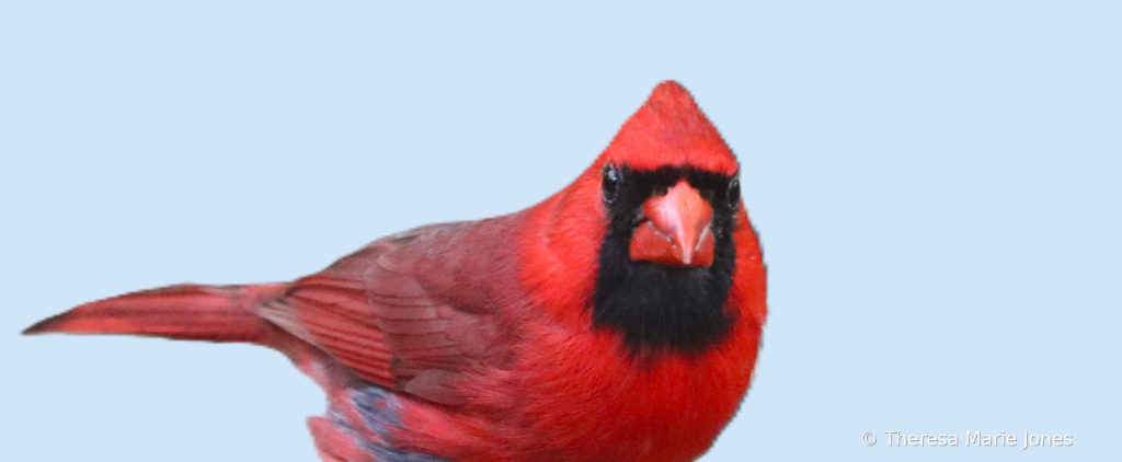 Cardinal