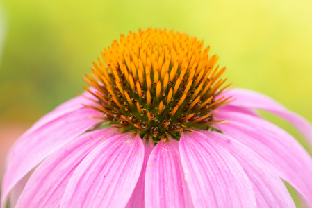 Flower Power