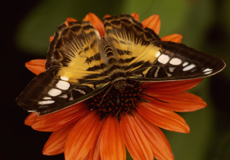Butterfly on Cone Flower
