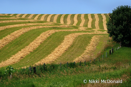 Making Hay - No 1