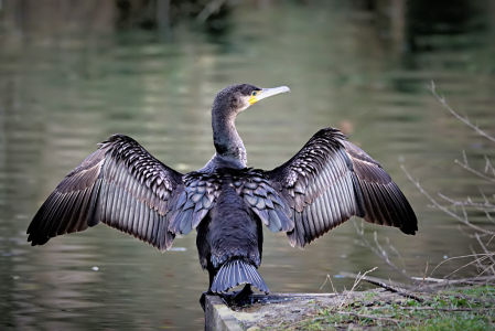 Drying the Wings