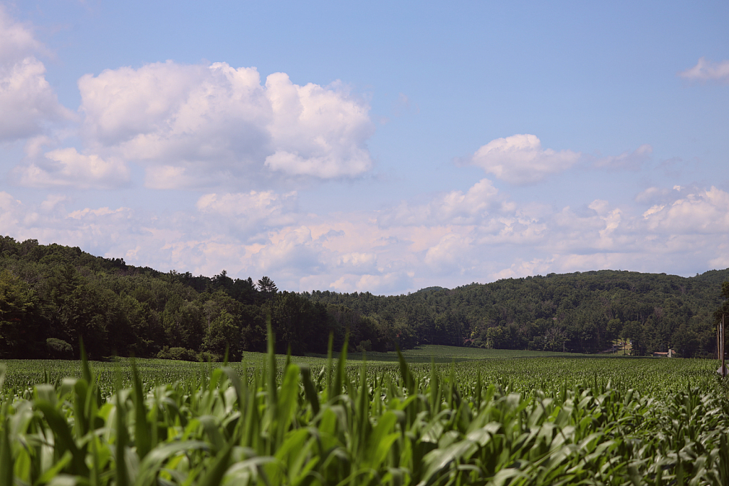 The Long Field In Summer