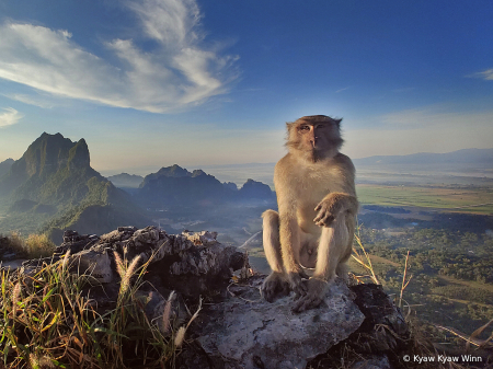 Monkey