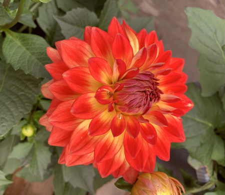 bicolor dahlia 