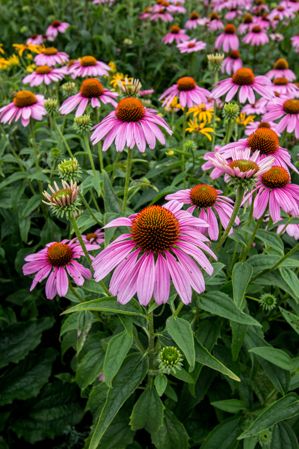 Echinacea and Rudbeckia (2)