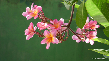 Tropical colors